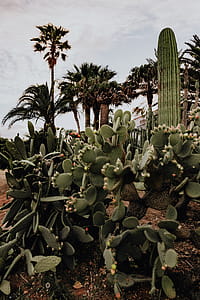 Plants of Portugal thumbnail