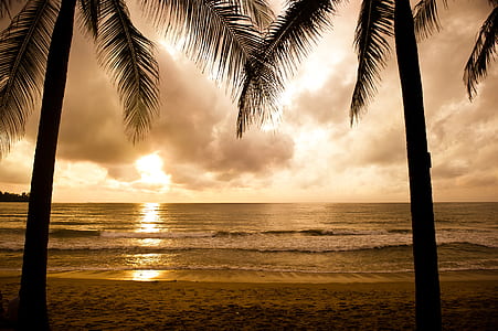 silhouette of two coconut trees at golden hour thumbnail
