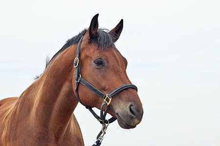brown horse photography thumbnail