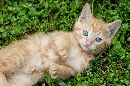 orange tabby kitten on grass thumbnail