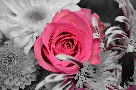selective color photo of pink rose thumbnail