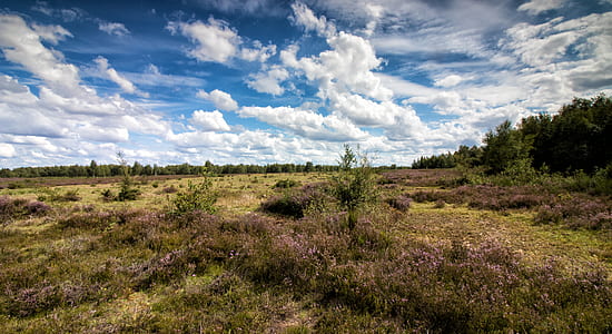 landscape photography of green grass field thumbnail