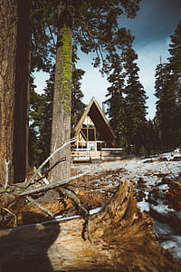 cabin surrounded by forest trees during daytime thumbnail