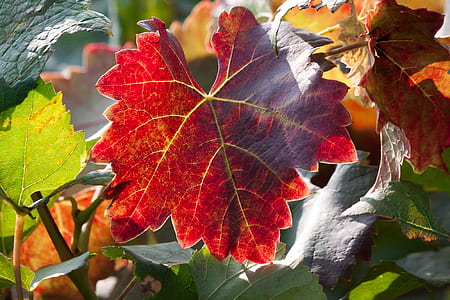 maroon plant leaf in close-up photography at daytime thumbnail