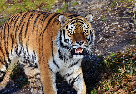 brown and white tiger thumbnail