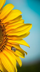 Yellow Sunflower thumbnail