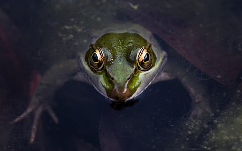 green frog under water thumbnail