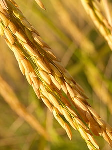 rice grains thumbnail