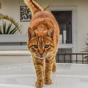 orange tabby cat on glass-top surface thumbnail