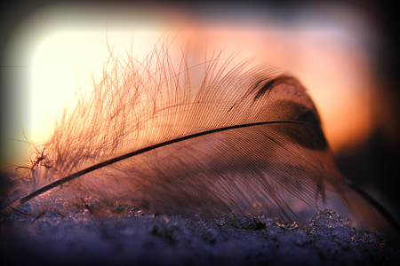 closeup photo of feather thumbnail