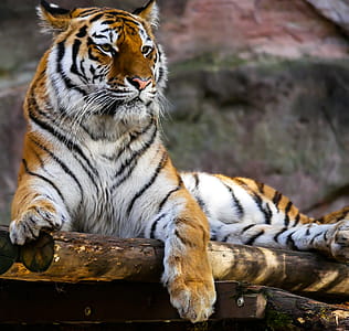 Tiger Sitting on Brown Logs Closeup Photography thumbnail