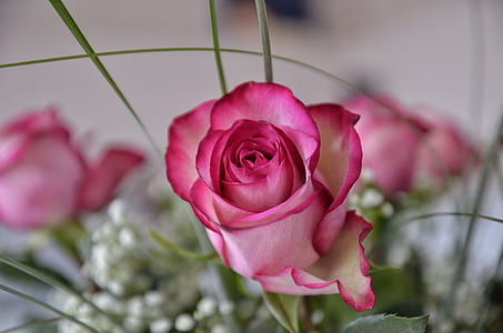 shallow focus of purple and white rose thumbnail