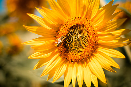 Sunflower with a Bee thumbnail