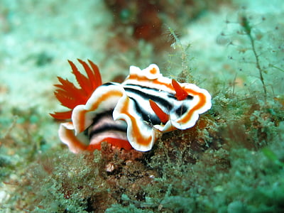 white and black sea creature thumbnail