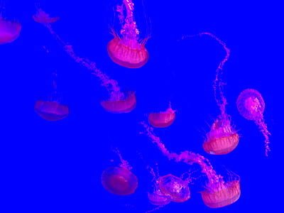 jellyfish digital wallpaper thumbnail