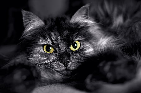 black cat thumbnail