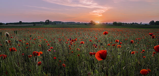 Red Pealed Flowers in Bloom thumbnail