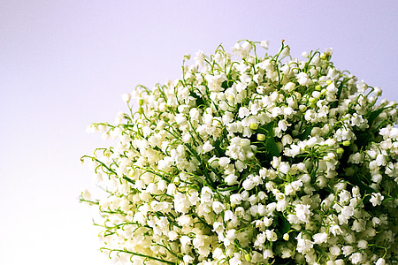 bouquet of lily of the valley flowers thumbnail