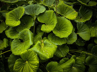 photo of green leafed plant with dew thumbnail