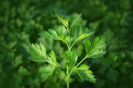 green leafed plant thumbnail