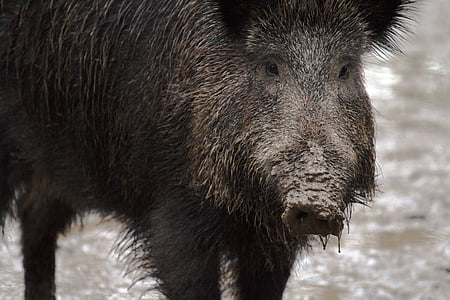 black pig covered in mud thumbnail