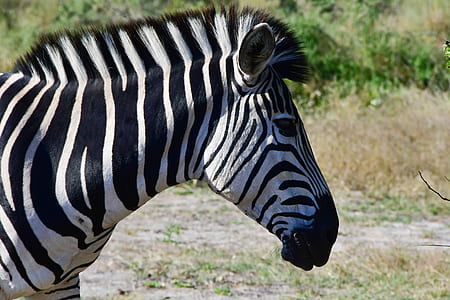 wildlife photography of zebra thumbnail