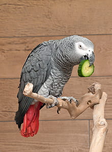 African Grey parrot on top tree branch thumbnail