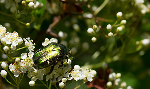 Cétoine Golden, Cetonia Aurata thumbnail