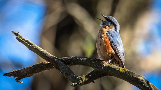 selective focus photo of a brown and grey bird perched on branch thumbnail