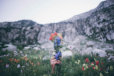Selective Focus Photography of Red, Blue, and Yellow Petaled Flowers thumbnail