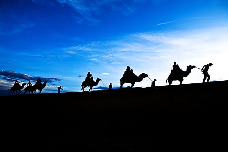group of people riding on camels thumbnail
