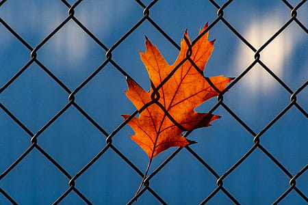 Orange Leaf on Chainlink Fence thumbnail