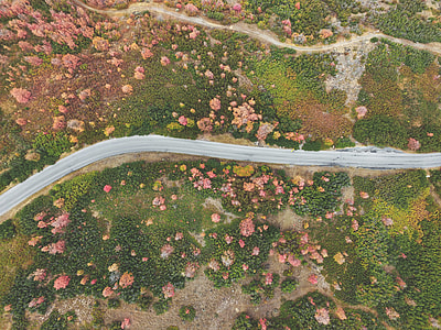 aerial photo of empty road between trees thumbnail