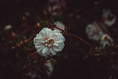 white rose flower closeup photography thumbnail