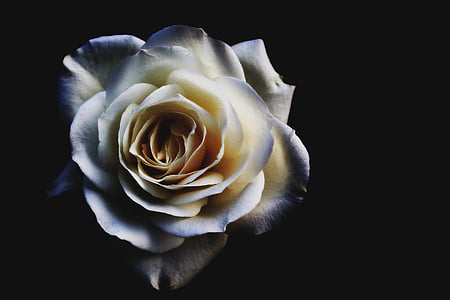 white rose flower thumbnail