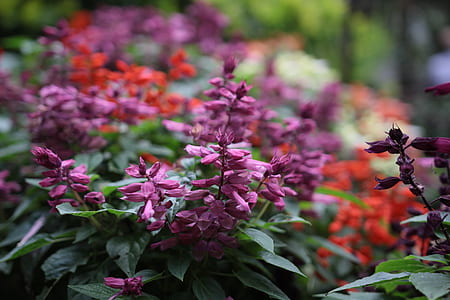 nature, field, flowers, petals thumbnail