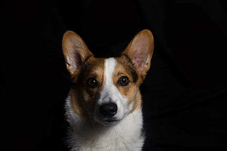 photo of adult red and white Pembroke Welsh corgi thumbnail