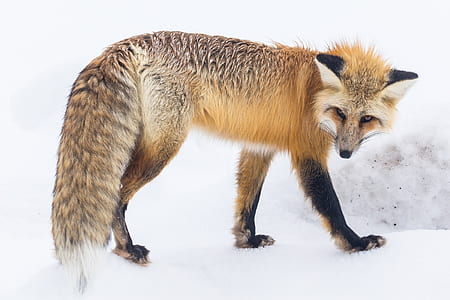 animal, eyes, wilderness, looking thumbnail