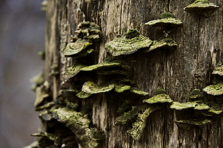 green mushroom on tree trunk thumbnail