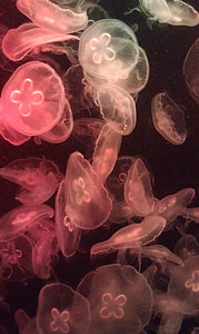 Aurelia Aurita, Aurelia Jellyfish thumbnail