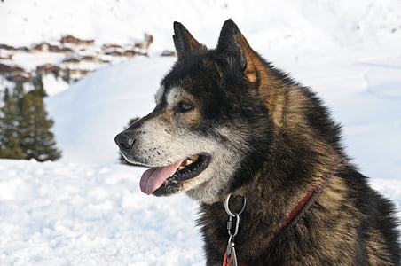 brown and black dog thumbnail