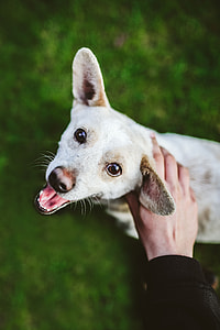 Dog playing with stick thumbnail