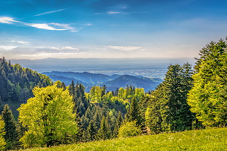 green leaf trees and green grass field at day time thumbnail