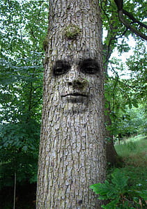 gray tree with green leaves thumbnail