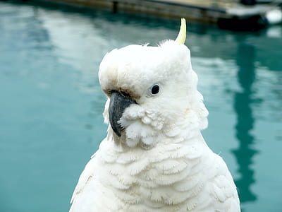 selective focus photograph of white cockatoo thumbnail
