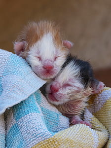 tilt shift photography of black and brown kittens thumbnail