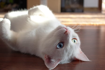 Close-Up Photo of Kitty Laying On Floor thumbnail