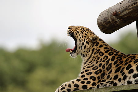 shallow focus photography of brown and black jaguar thumbnail