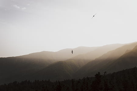 two bird hovering on mountains thumbnail