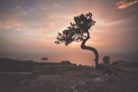 silhouette of tree on cliff thumbnail
